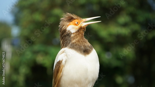 Indonesian Suren Starling bird closeup photo