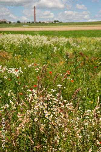 blooming field border in early summer wild chamomile  poppy  cereals  herbs  plant on horizon