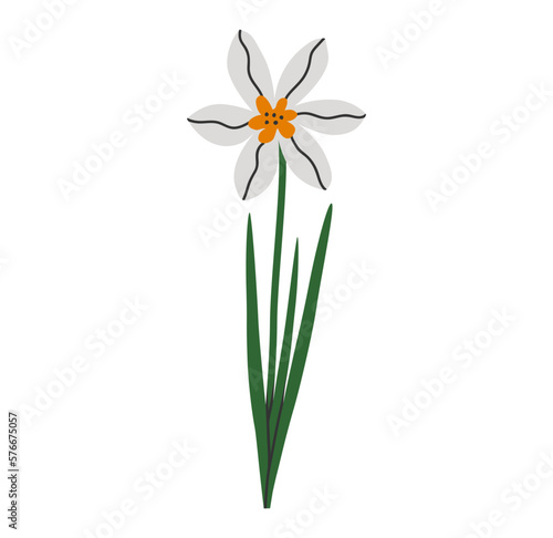 Hand drawn cute cartoon illustration of narcissus flower with leaves. Flat vector spring plant sticker in colored doodle style. Blooming daffodil, botany icon or print. Isolated on background.