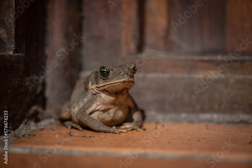 Close up of a wild big black eyed brown toad in Tortuguero, Costa Rica © Fuentes RAW