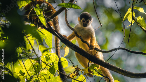 Baby wild squirrel monkey on a brunch in Corcovado (Costa Rica)	
 photo
