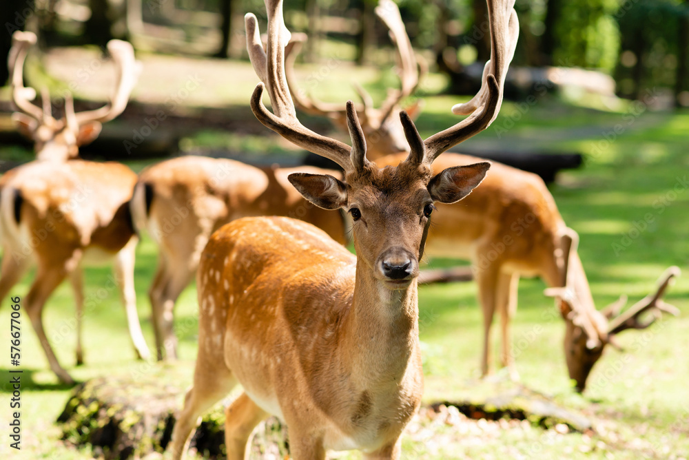 Deer looking in the camera, in the forest. Sunny summer day. Deer looking in the camera, in the forest. Sunny summer day.