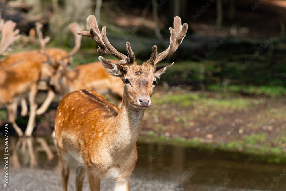 Red deer in the forest walk along the road