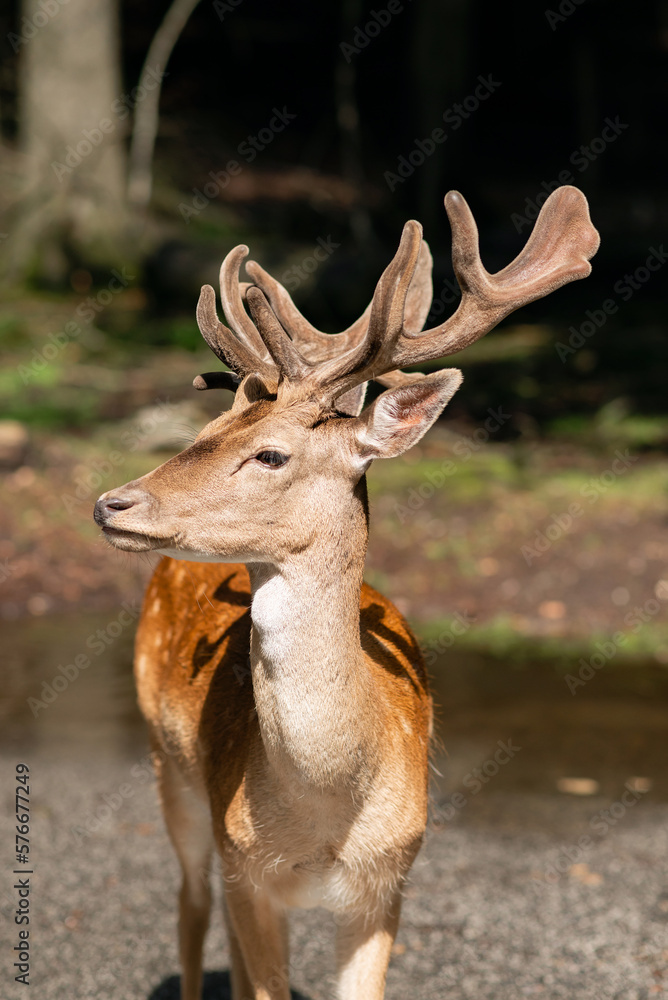 Fototapeta premium Portrait of a red deer in the forest