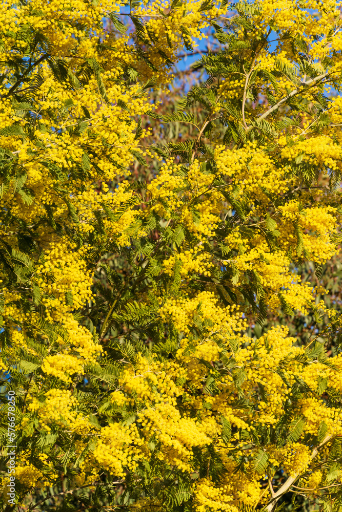 Detail of the flowers of the mimosa tree, vertically, in the Quinta de los Molinos park, in Madrid Detail of the flowers of the mimosa tree, vertically, in the Quinta de los Molinos park, in Madrid