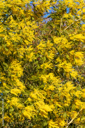Detail of the flowers of the mimosa tree, vertically, in the Quinta de los Molinos park, in Madrid