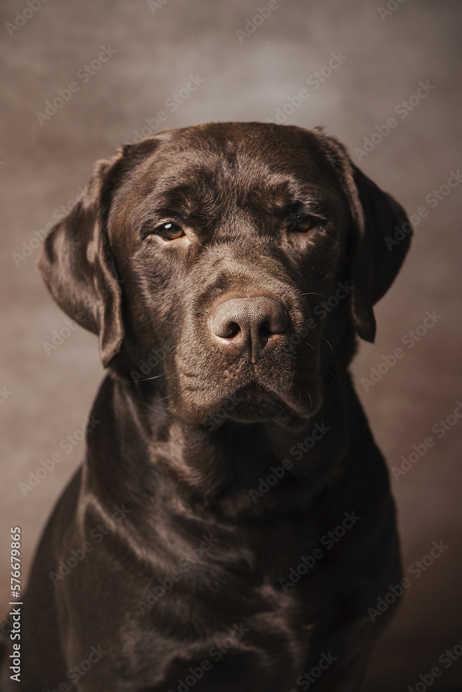 Labrador 