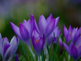 Wild Purple Crocus Flowers in Spring 