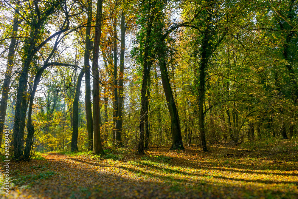 Beautiful autumn landscape, with the rays of the sun passing gloriously through the trees. Magical fall fairy tale landscape. Golden bright mystical mysterious landscape with fabulous trees Beautiful autumn landscape, with the rays of the sun passing gloriously through the trees. Magical fall fairy tale landscape. Golden bright mystical mysterious landscape with fabulous trees