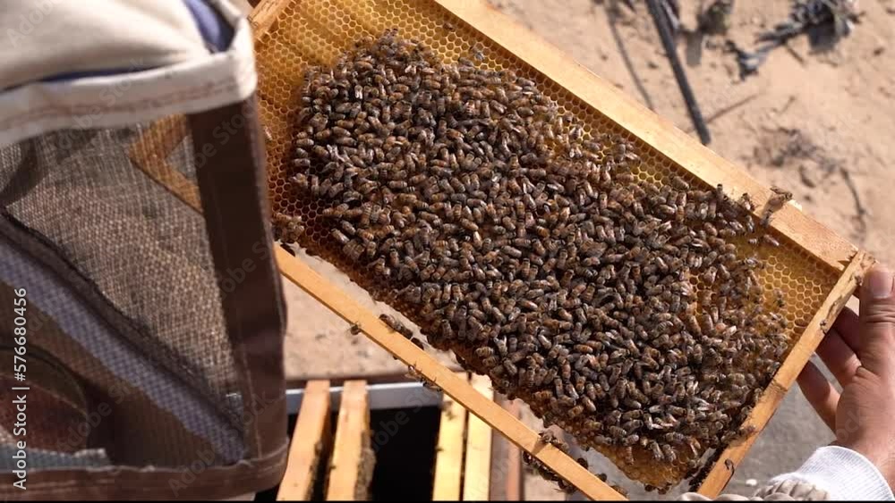 Beekeeper looks frame from a bee hive for honey and a lot of bees on it. Some bees in the air. closeup view of the beehive frame out of it, a lot of bees flying and roaming. Beekeeper looks frame from a bee hive for honey and a lot of bees on it. Some bees in the air. closeup view of the beehive frame out of it, a lot of bees flying and roaming.