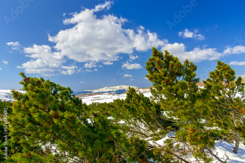 Fototapeta Naklejka Na Ścianę i Meble -  Mountain pine or creeping pine (Pinus mugo) forest growing on the high mountain plateaus, covered with snow. Old growth of evergreen trees in the Alps. Beautiful alpine scenery of natural environment