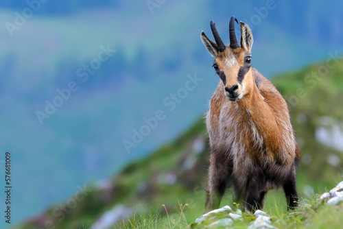 Chamois or Rupicapra rupicapra, a majestic species of wild goat from the Alps, in its natural alpine habitat. Beautiful portrait of a hairy horned Carpathian mountain goat looking at camera. Wildlife