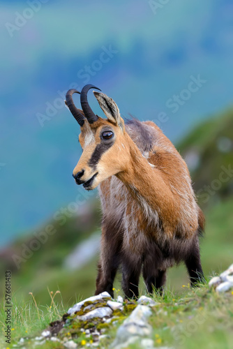 Chamois or Rupicapra rupicapra, a majestic species of wild goat from the Alps, in its natural alpine habitat. Beautiful portrait of a hairy horned Carpathian mountain goat looking at camera. Wildlife