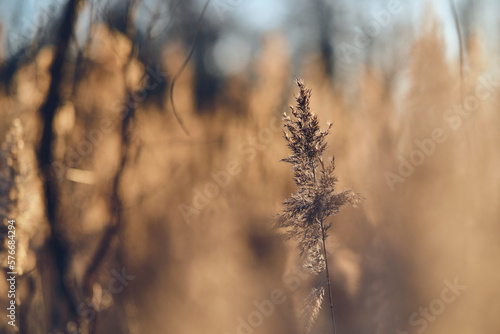 Reed grass in sunlight. High quality photo