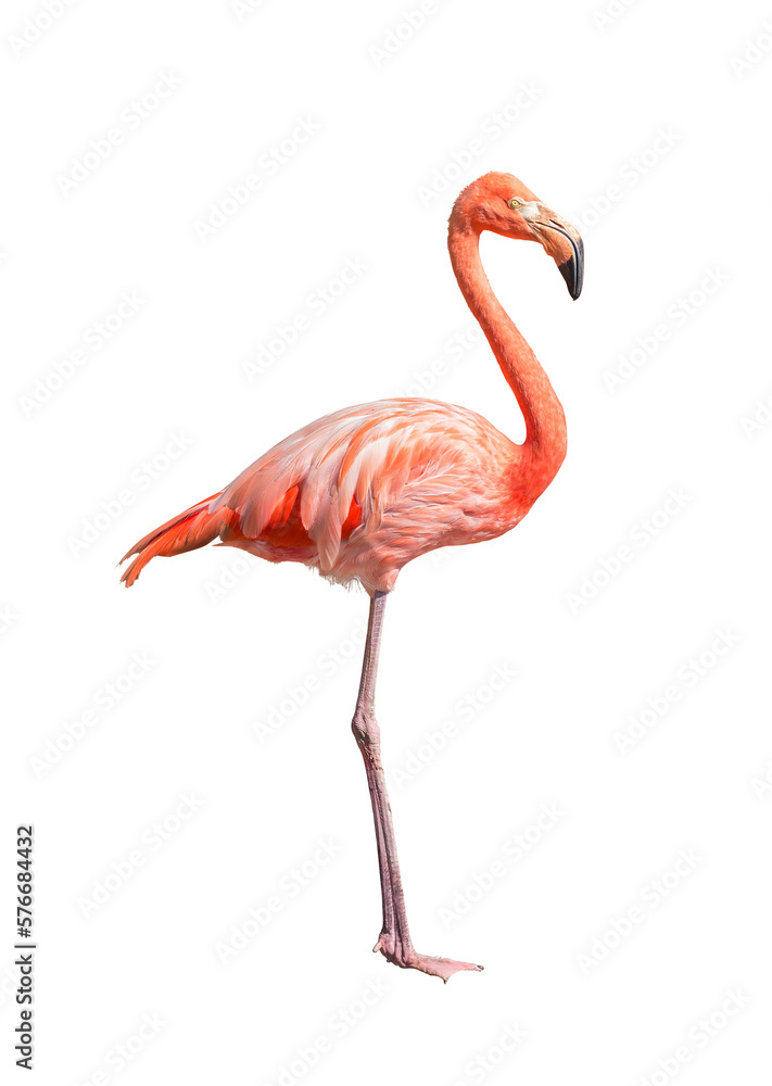 flamingo (Phoenicopterus ruber) Heart shape, neck curl and standing posture isolated on transparent background. this has cut paths. png file.