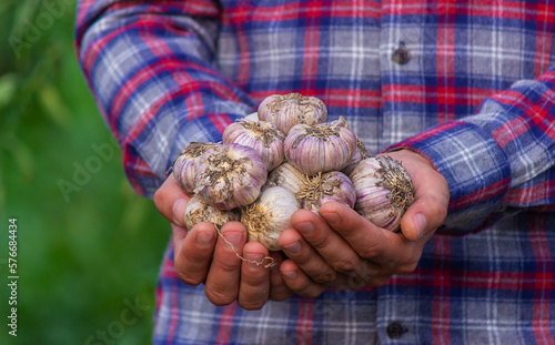a farmer holds a basket of garlic, close-up.