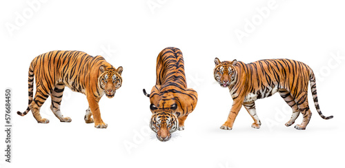 Vászonkép collection, royal tiger (P