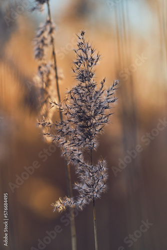 Reed grass top in sunlight. High quality photo © Florian Kunde