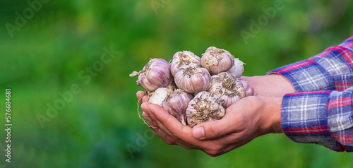 a farmer holds a basket of garlic, close-up.