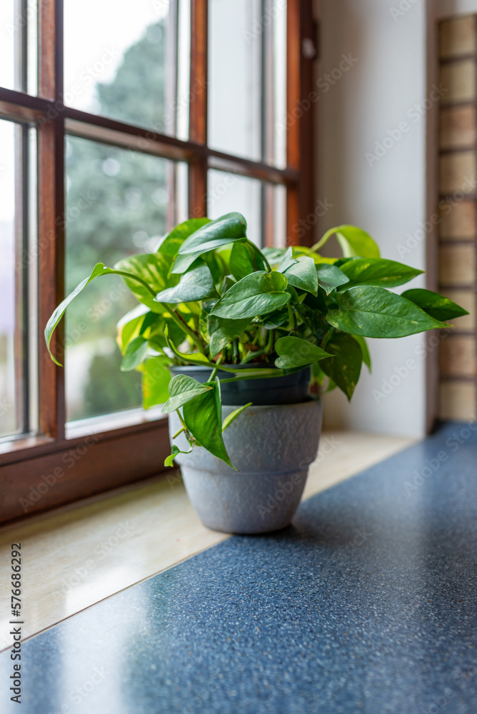 Green plant in a pot in front of a window Green plant in a pot in front of a window