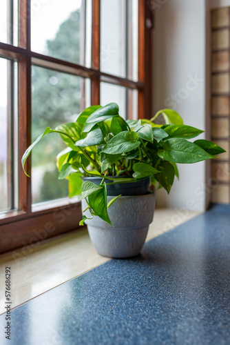 Green plant in a pot in front of a window