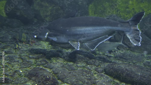 Close up Iridescent shark,Sutchi catfish swimming along the ground. photo