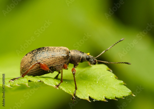 Clouse-Up of bug, insect - green blury background