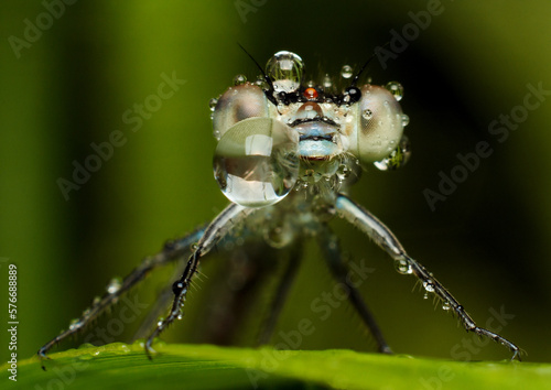 Close-Up of Dragonfly with water bubble - green bcakground photo