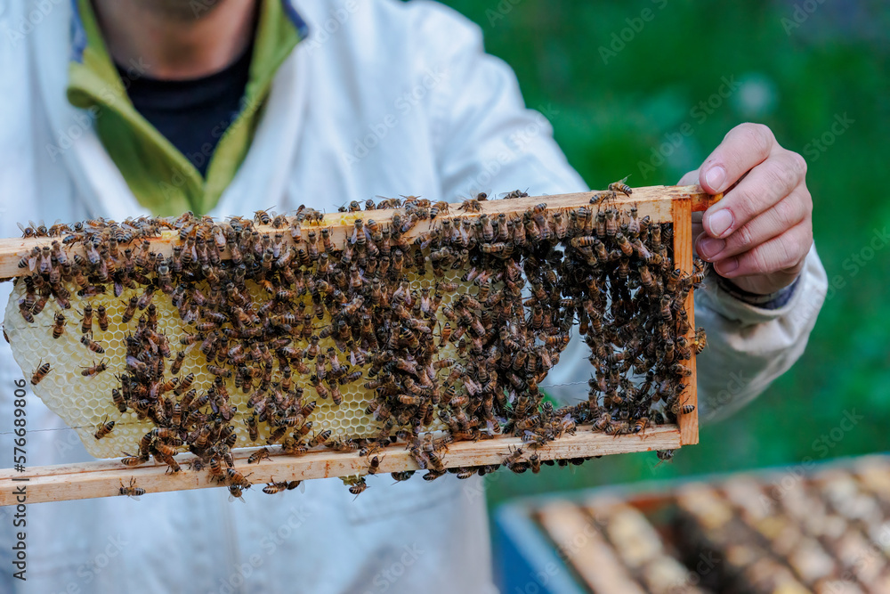 A beekeeper works with honeycombs on a bee box in Zander size