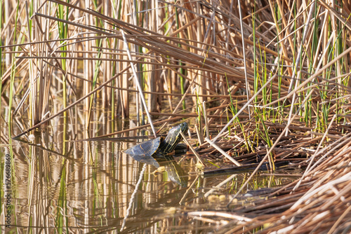 A red-cheeked slider turtle in the murky water of a pond with reed growth