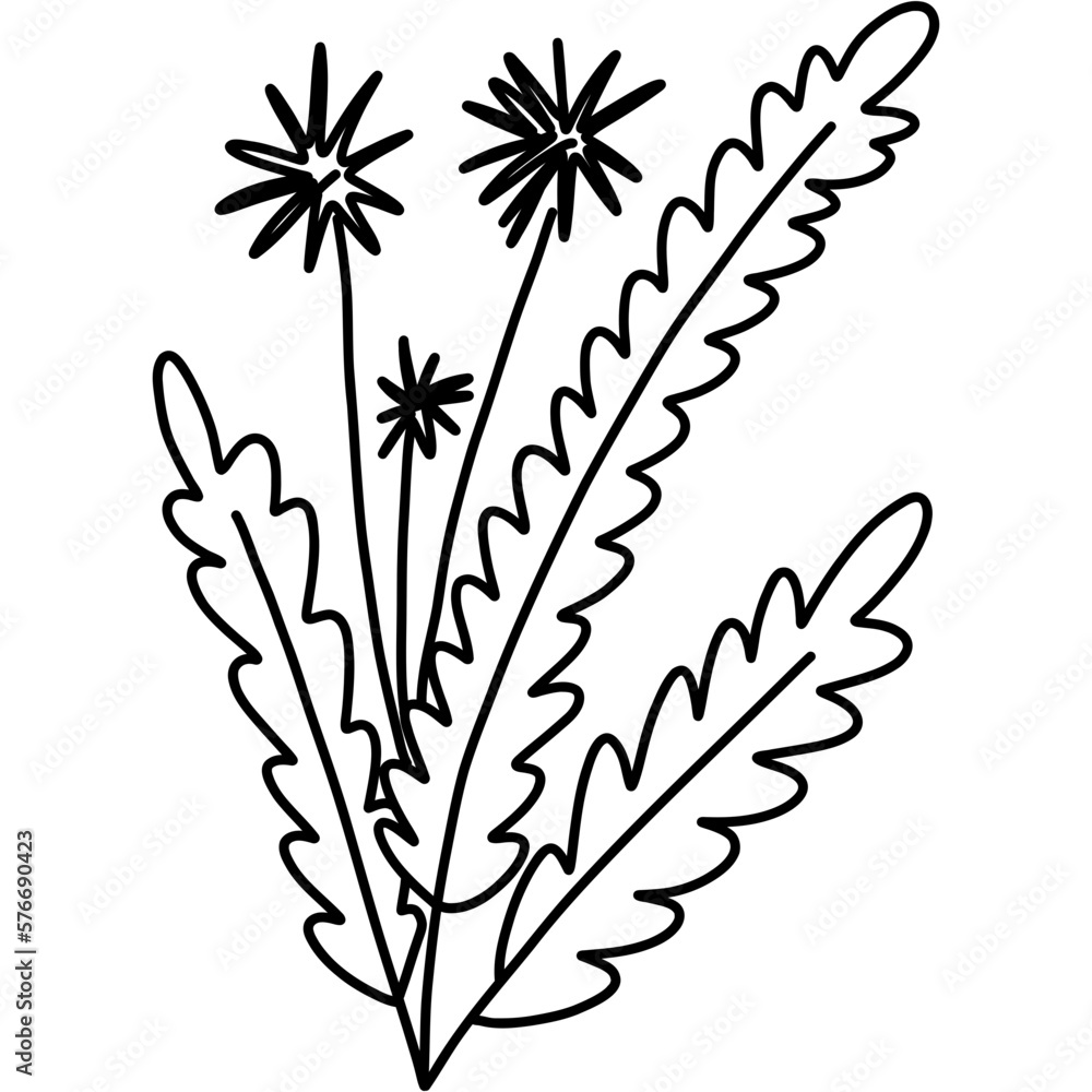 Dandelion flower plant. Outline doodle drawing.