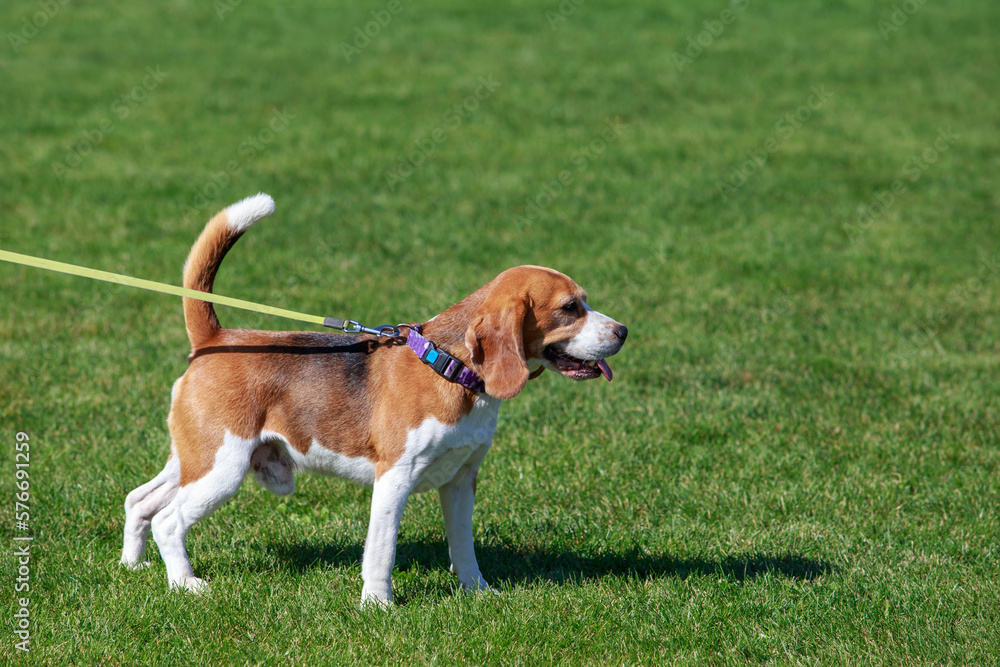 The dog breed beagle