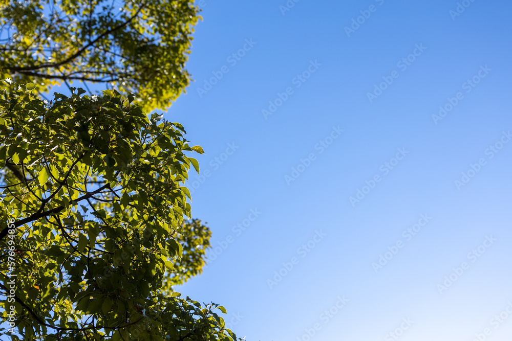 Fototapeta premium 青空
