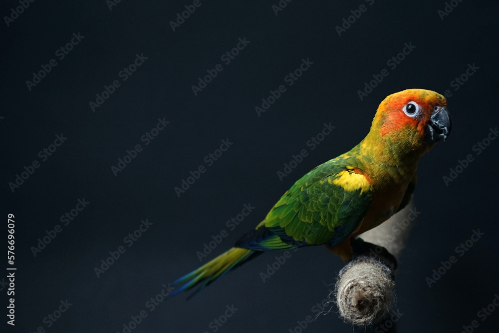 Sun conure parrot or bird Beautiful is aratinga has yellow exotic pet adorable, has a sharp dark beak, sitting on Branch made of brown rope isolated Portrait  background black background