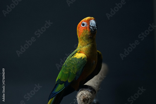 Sun conure parrot or bird Beautiful is aratinga has yellow exotic pet adorable, has a sharp dark beak, sitting on Branch made of brown rope isolated Portrait  background black background photo