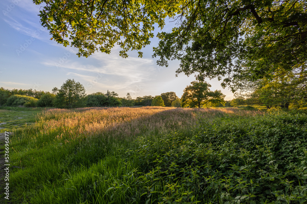 landscape with trees landscape with trees
