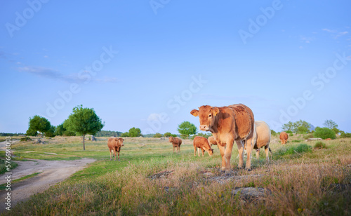 Free range galician blond calf used widely in the meat industry grazes in a meadow surrounded by cows and other calves. © Itxu
