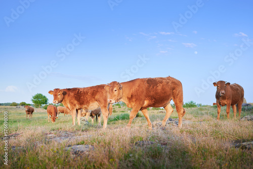 Free range galician blond (rubia gallega) calf, widely used in the high-quality veal meat industry, grazes in a meadow surrounded by cows and other calves. photo