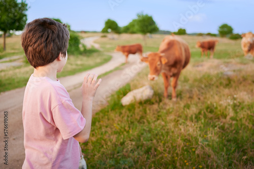 A young boy watches fascinated by the Rubia Gallega cattle grazing freely, feeding on grass in a meadow. Livestock raised in freedom by a meat industry that is more respectful. photo