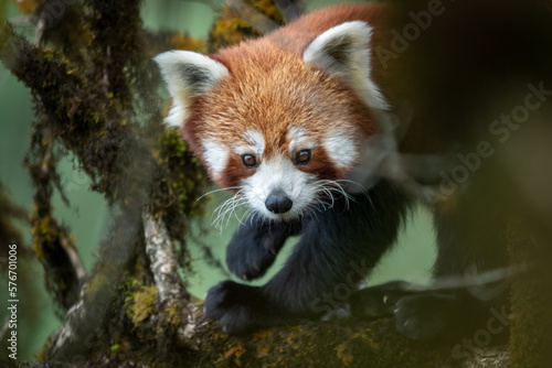 Cuadro en lienzo Close-up of a red panda female walking on a mossy perch of an oak nut tree