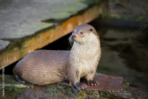 A well fed European otter perched on its rock at its waters (Lutra lutra)