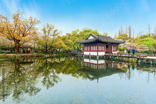 Cherry blossoms in the West Lake of Hangzhou in spring 