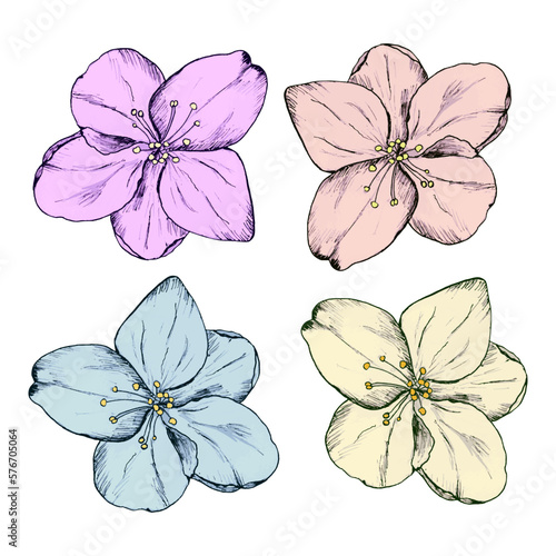Spring flowers, vector hand drawn illustration. Apple, cherry, plum flowers.