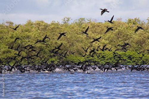 Flying Cormorants photo