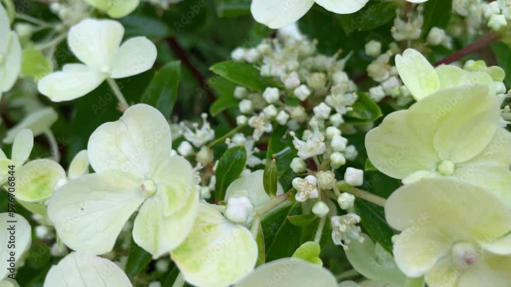 Hydrangea flowers are very unique. This flower can change color, ranging from white, red, to purple. Color changes in hydrangeas indicate the natural pH levels in the soil content. Hydrangea flowers are very unique. This flower can change color, ranging from white, red, to purple. Color changes in hydrangeas indicate the natural pH levels in the soil content.