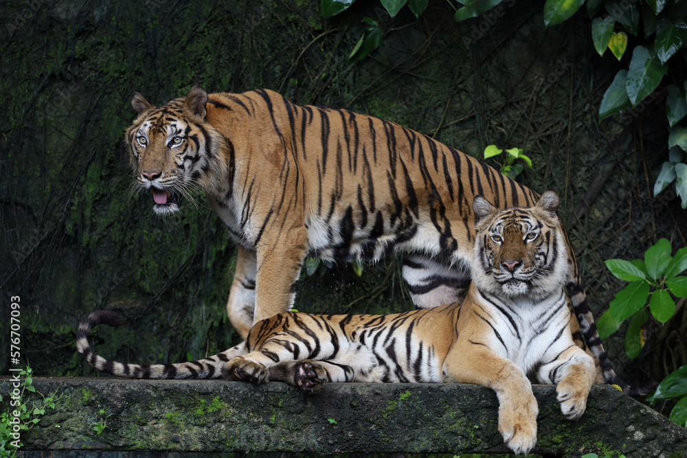 Close up Indochinese tiger is beautiful animal and dangerous in forest Close up Indochinese tiger is beautiful animal and dangerous in forest
