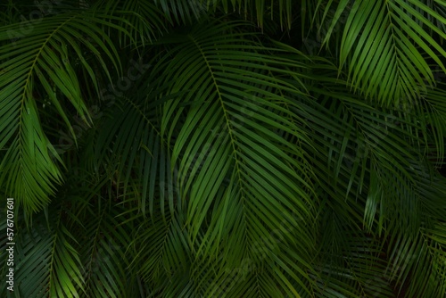 Dark palm leaf background