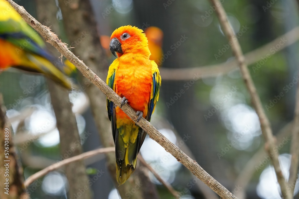 The body of the Sun Conure parrot is orange, yellow and black, small and cute. The body of the Sun Conure parrot is orange, yellow and black, small and cute.