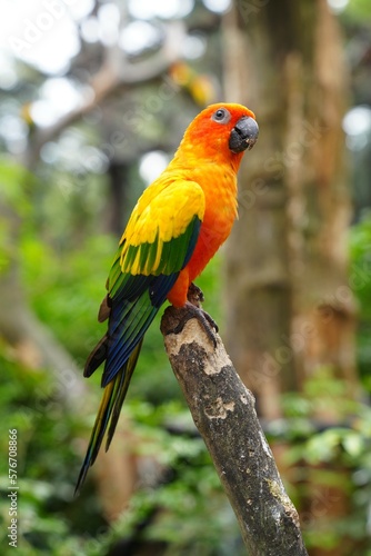 The body of the Sun Conure parrot is orange, yellow and black, small and cute.