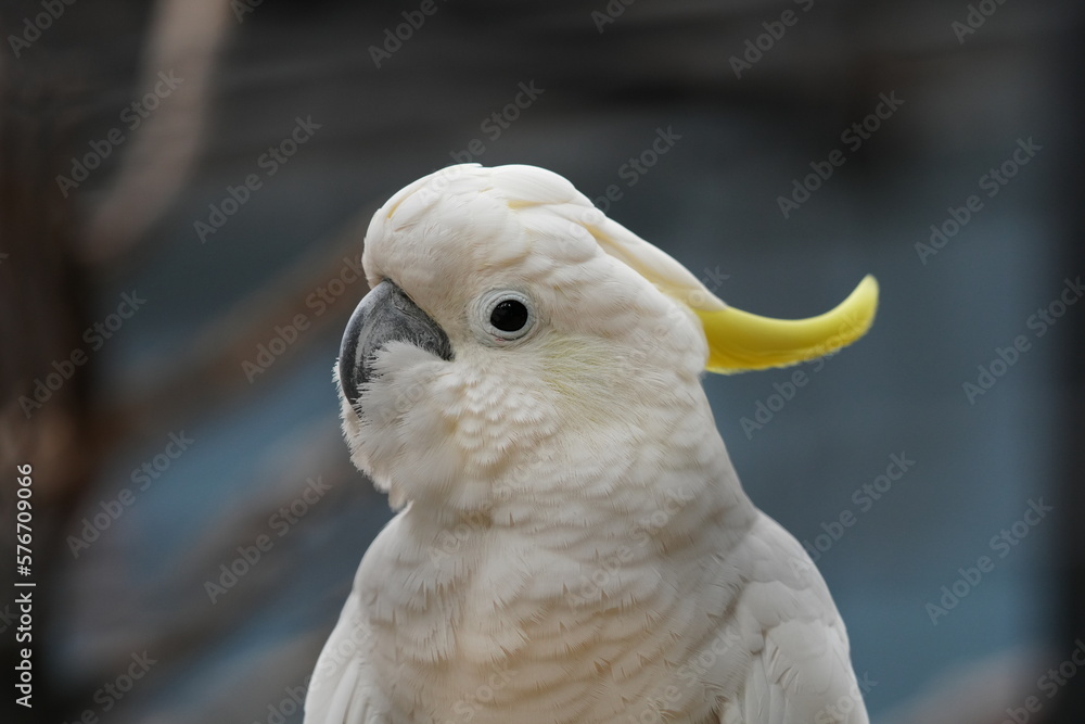 Yellow-crested Great Cockatoo with white body Yellow-crested Great Cockatoo with white body